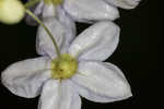 Jasmine nightshade